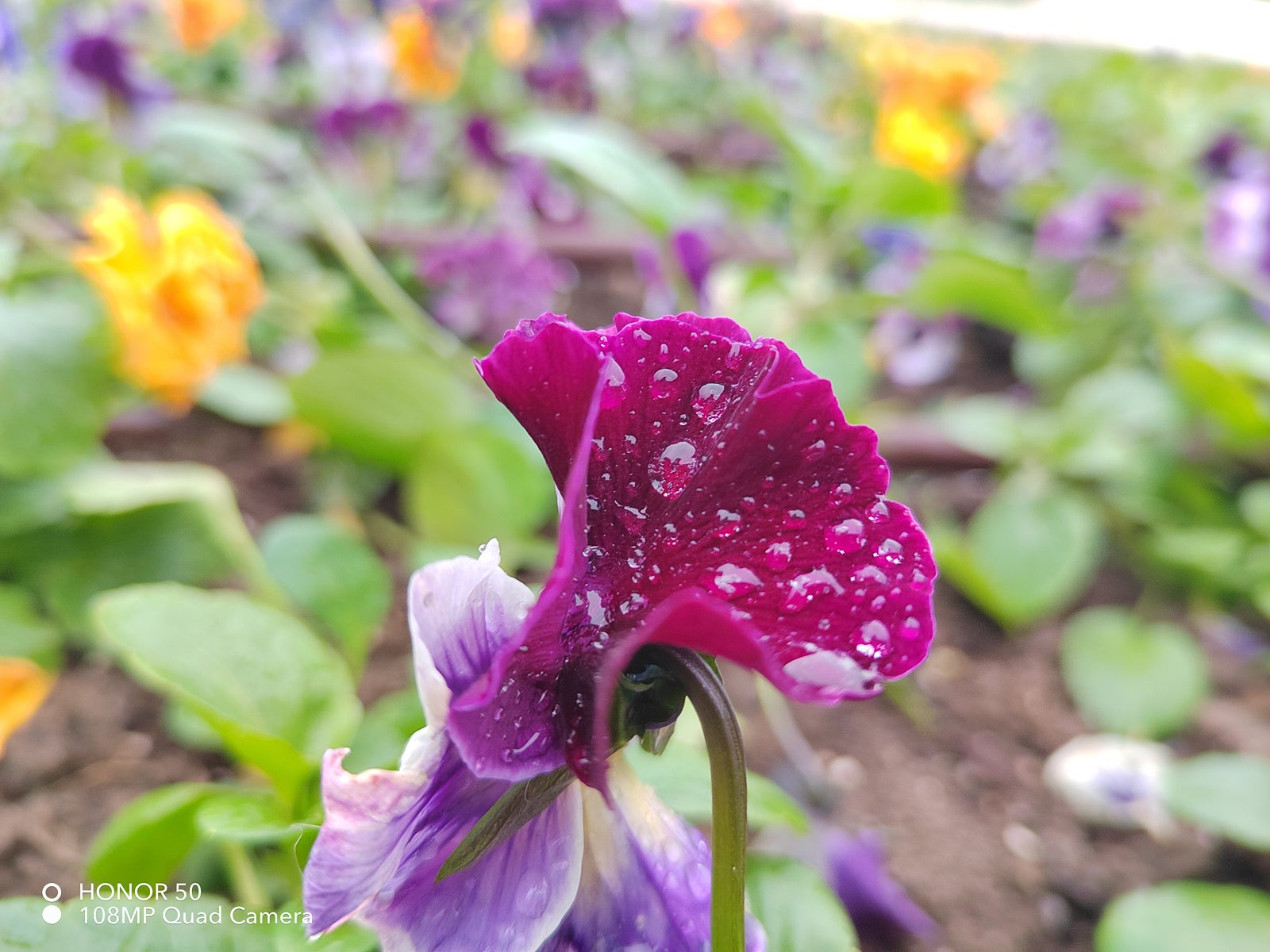 Main camera - Honor 50 Review: under the radar
